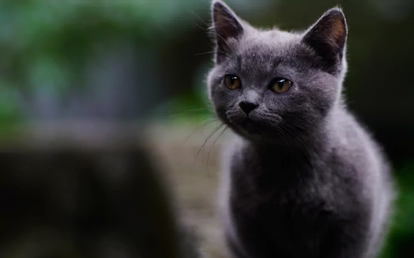 A close-up of a gray cat with striking eyes, captured with a soft depth of field, creates a serene and detailed backdrop in this 4K Ultra HD image.