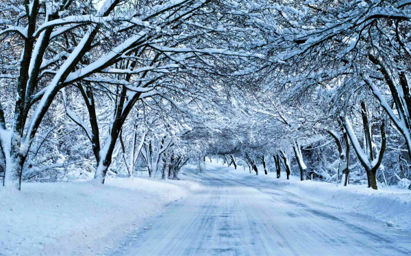 A snowy road stretches under a canopy of trees heavy with snow, capturing a serene winter scene. This HD wallpaper and background portrays a peaceful man-made path through a winter wonderland.