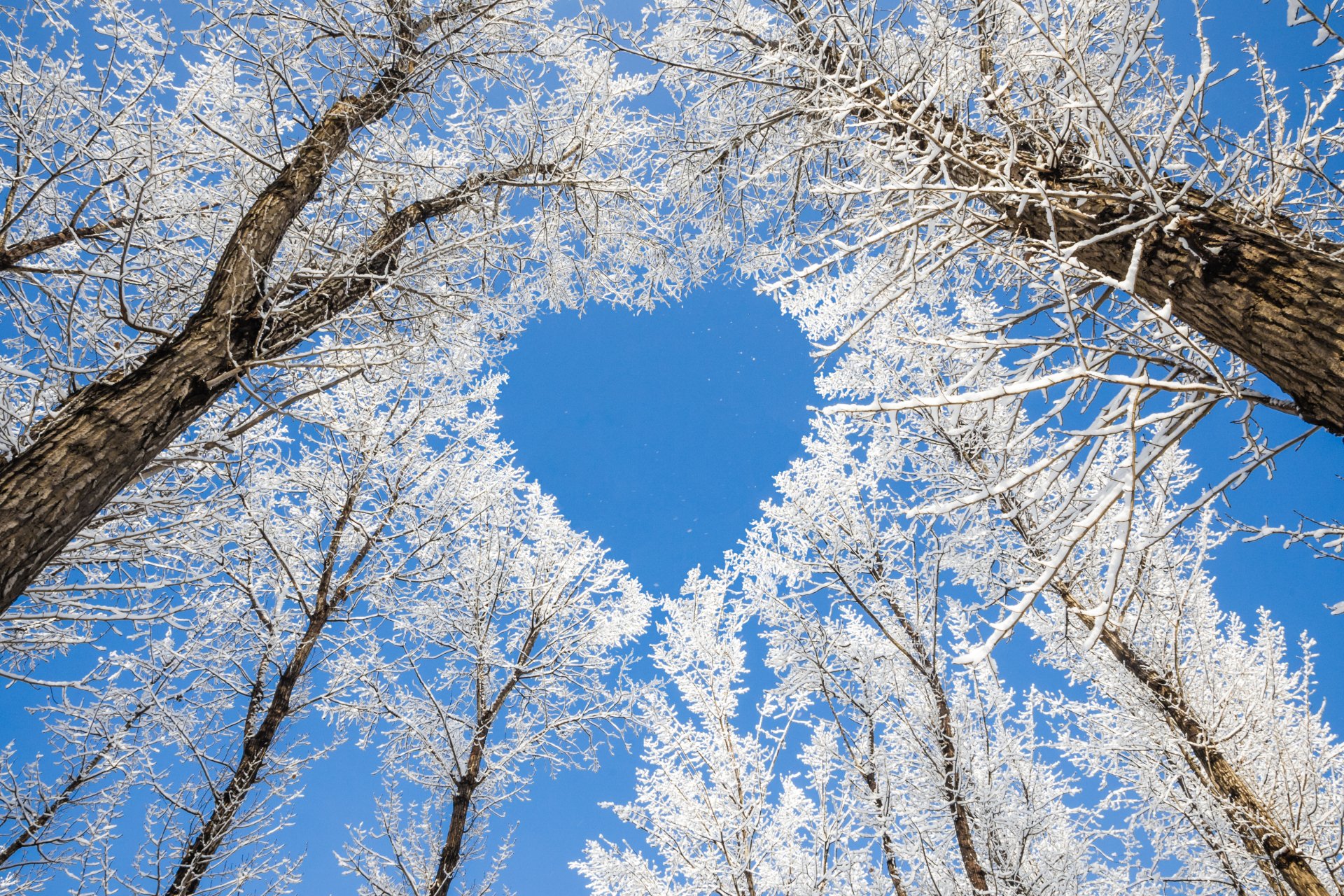 Winter treetops covered in frost frame a clear blue sky shaped like a heart in this 4K Ultra HD nature wallpaper.