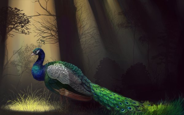 Animal Peacock Birds Painting Bird Colorful Forest HD Wallpaper | Background Image