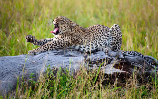 A resting leopard yawns while lying on a fallen log in the grass, captured in this HD PC desktop wallpaper and background.