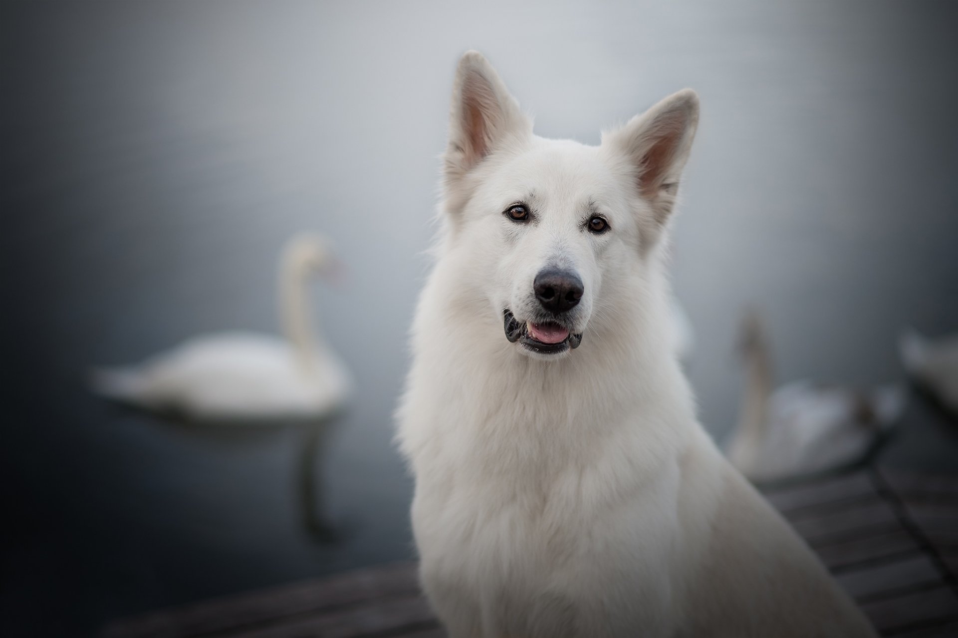 HD desktop wallpaper featuring a white Swiss Shepherd dog with a blurred background of water and swans.
