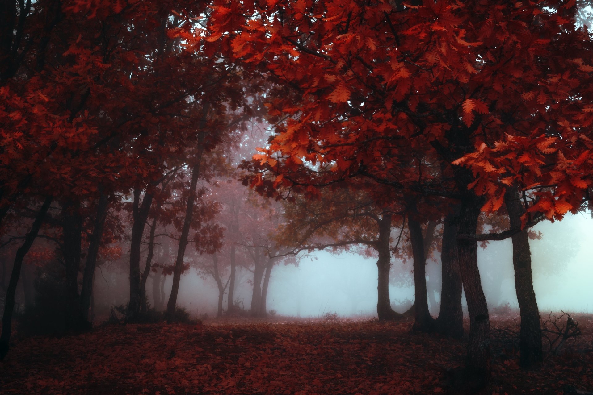 A foggy autumn forest with vibrant red leaves covers the ground and trees, creating a serene nature scene. This HD desktop wallpaper captures the tranquil beauty of fall in the forest.
