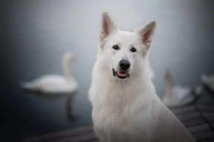 HD desktop wallpaper featuring a white Swiss Shepherd dog with a blurred background of water and swans.