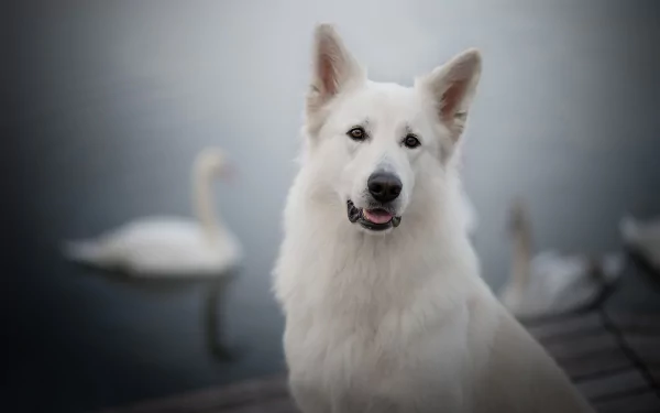 HD desktop wallpaper featuring a white Swiss Shepherd dog with a blurred background of water and swans.
