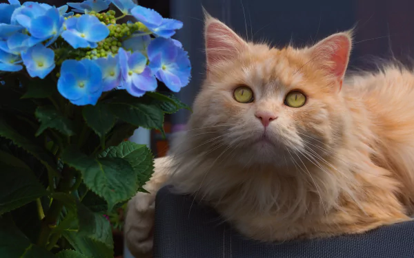 A fluffy orange cat gazes with bright eyes beside vibrant blue hydrangea flowers, captured in sharp 4K Ultra HD detail for a stunning desktop wallpaper.