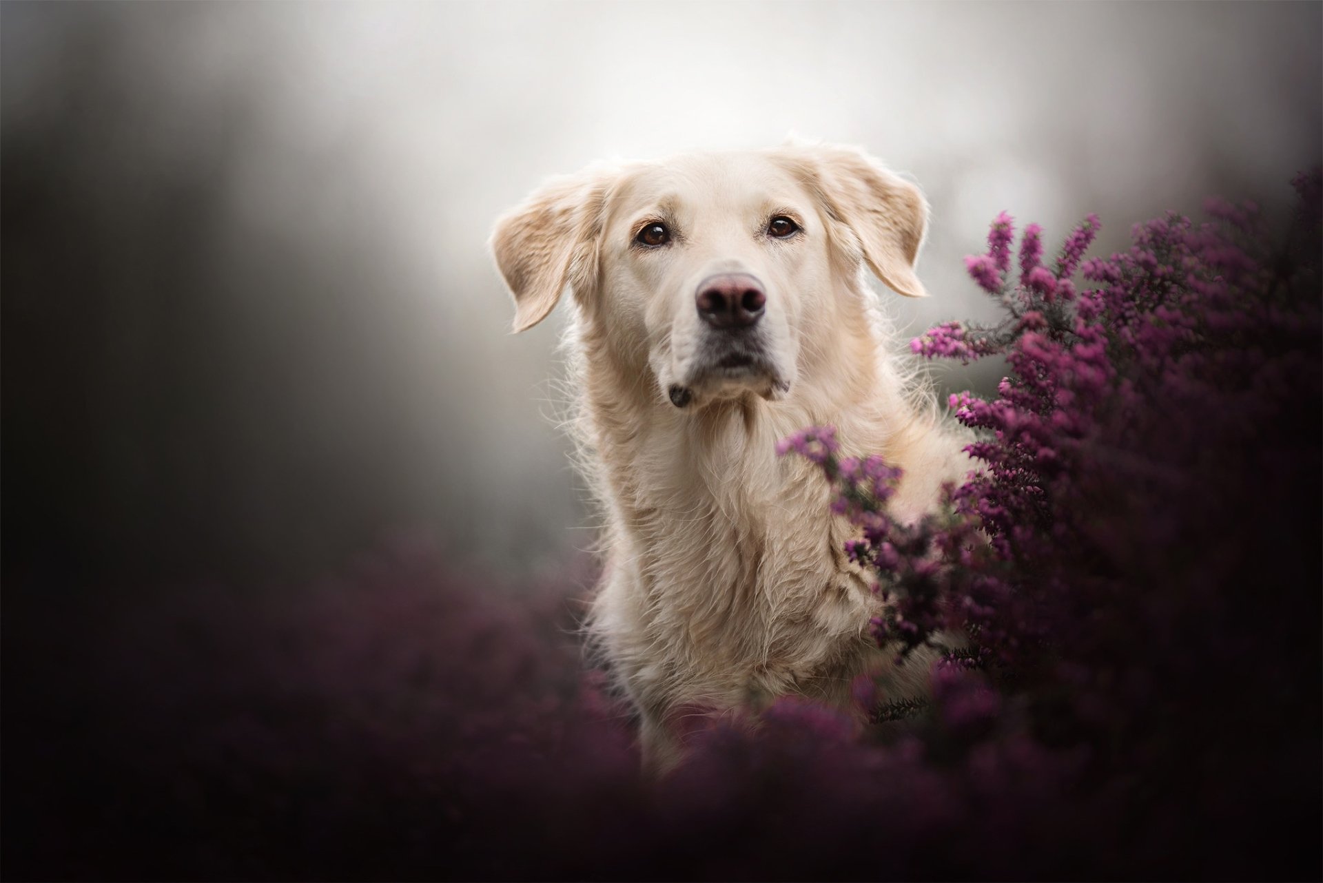Download Dog Animal Golden Retriever HD Wallpaper by Dackelpup