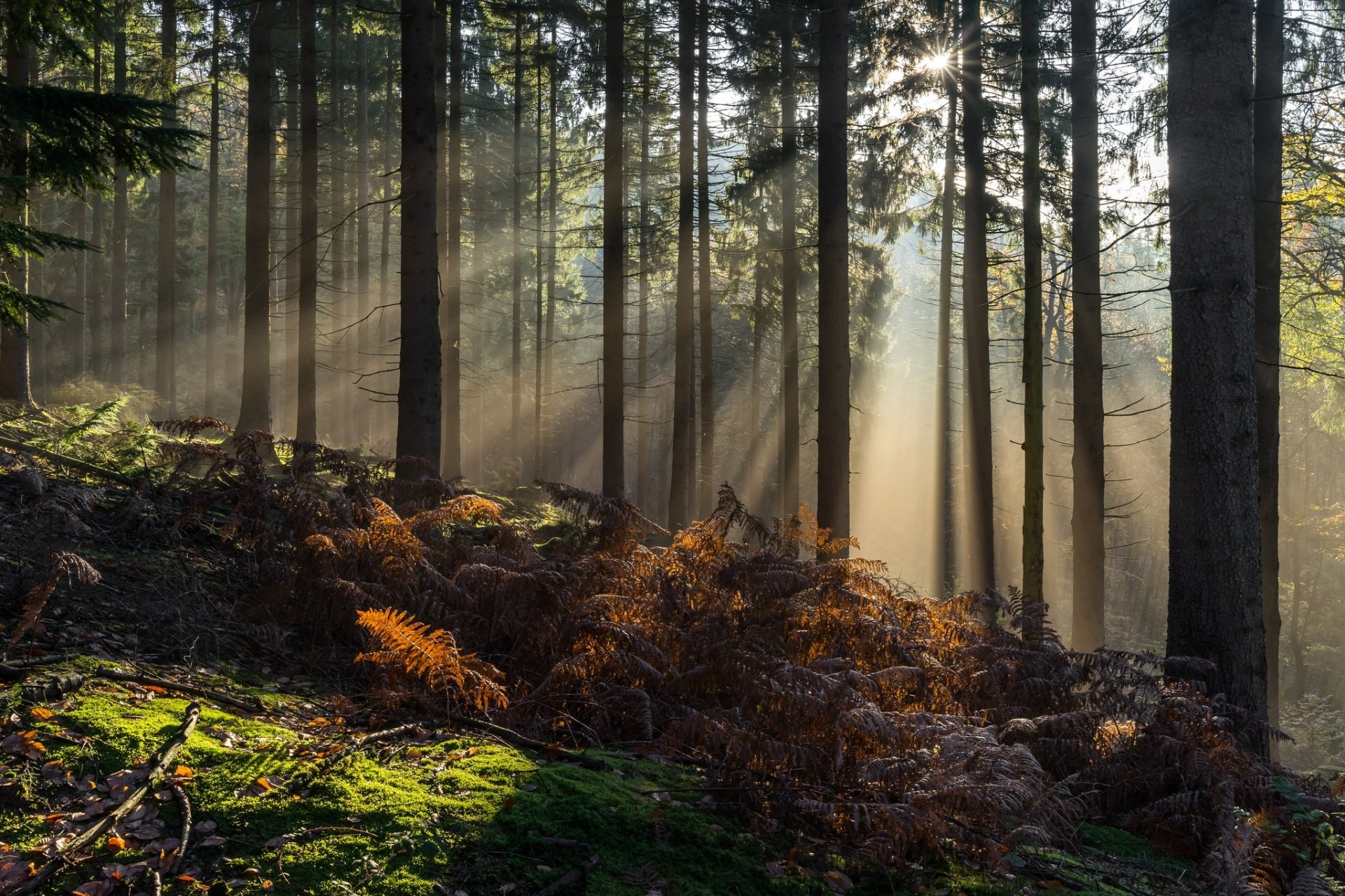 Sunbeam HD Wallpaper