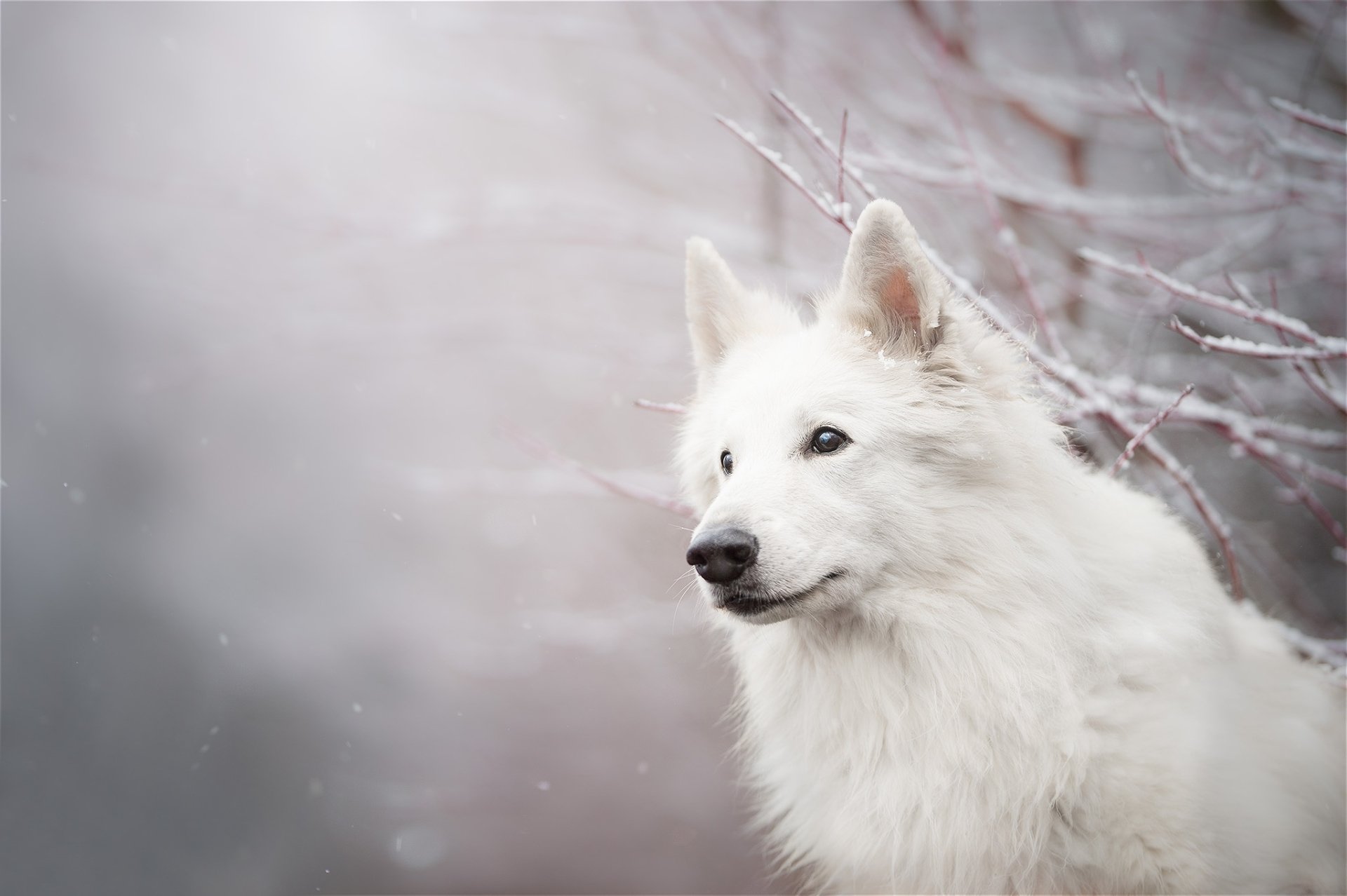 White Swiss Shepherd dog captured with shallow depth of field, creating a soft, serene HD desktop wallpaper background.