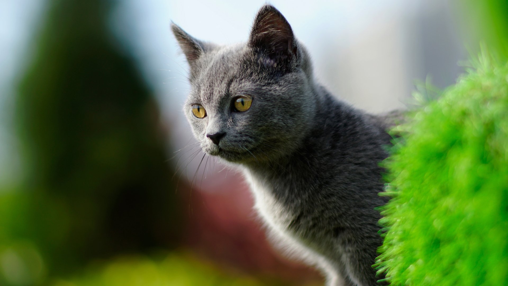 A close-up of a gray cat with yellow eyes, captured with a shallow depth of field, in vibrant 4K Ultra HD quality for a stunning PC desktop wallpaper.