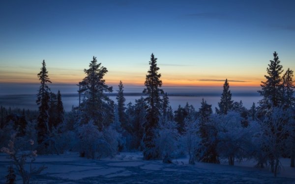 Earth Winter Nature Tree Sky Sunrise Horizon HD Wallpaper | Background Image