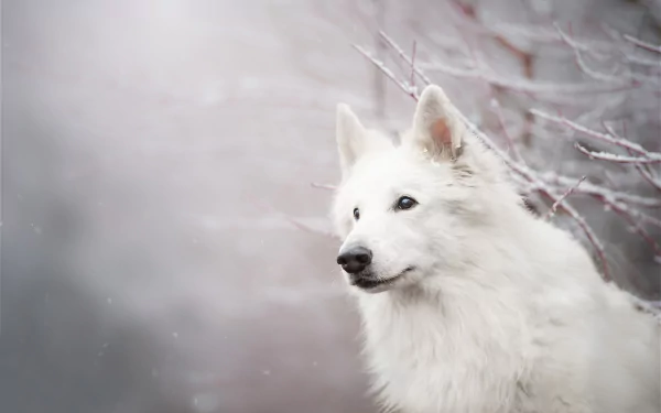 White Swiss Shepherd dog captured with shallow depth of field, creating a soft, serene HD desktop wallpaper background.