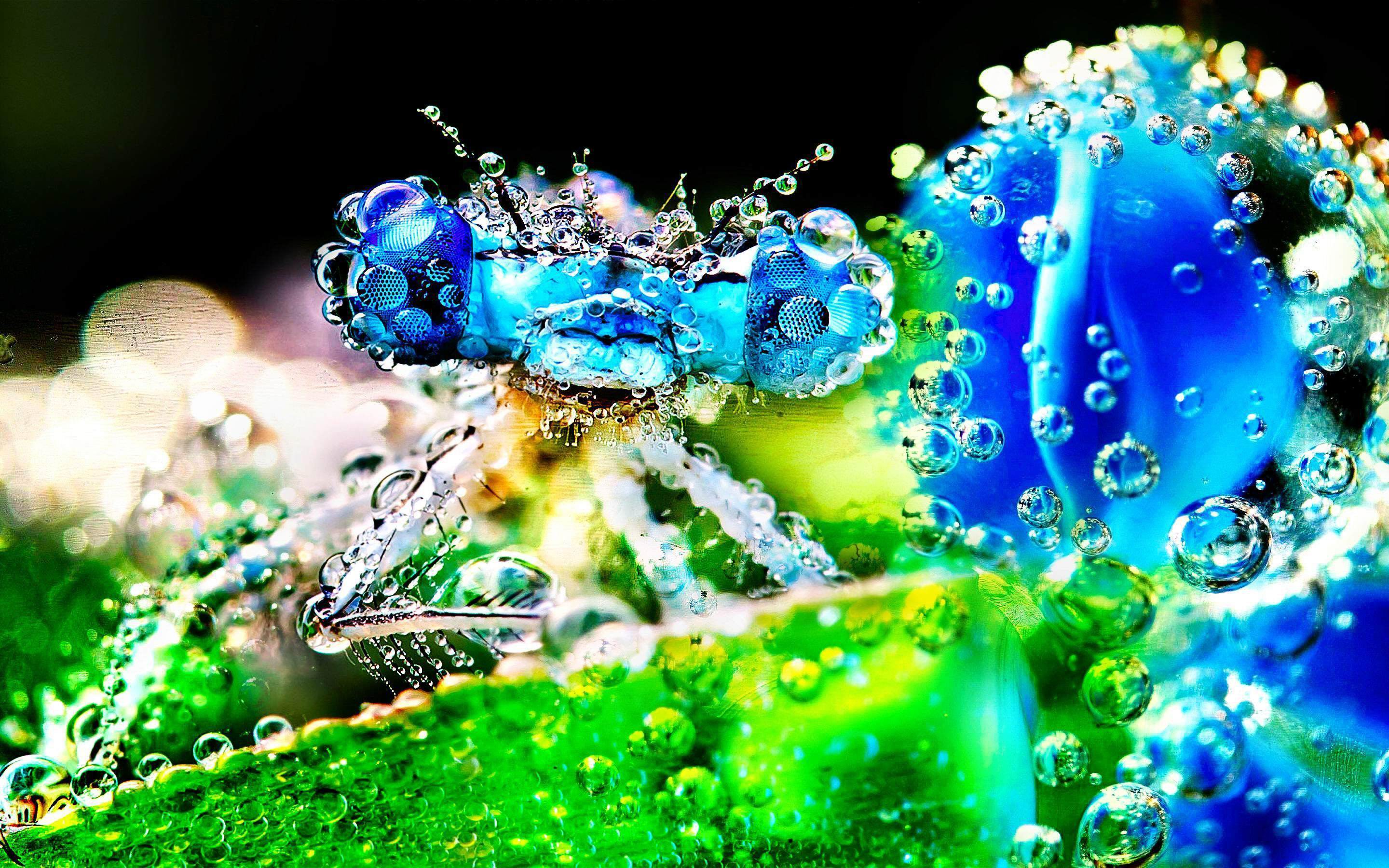 40+ Dew Drop HD Wallpapers and Backgrounds