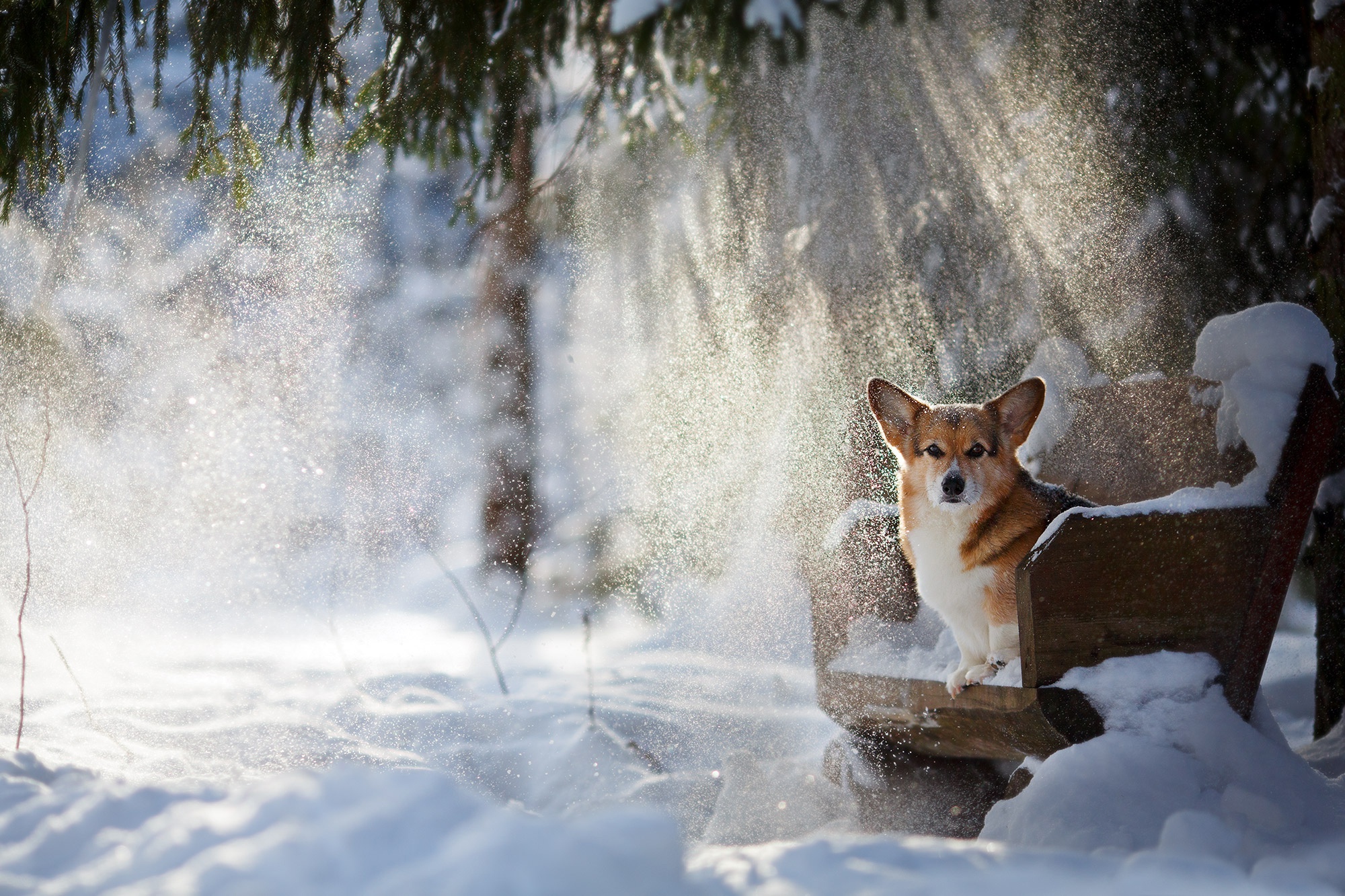 Animal Corgi HD Wallpaper