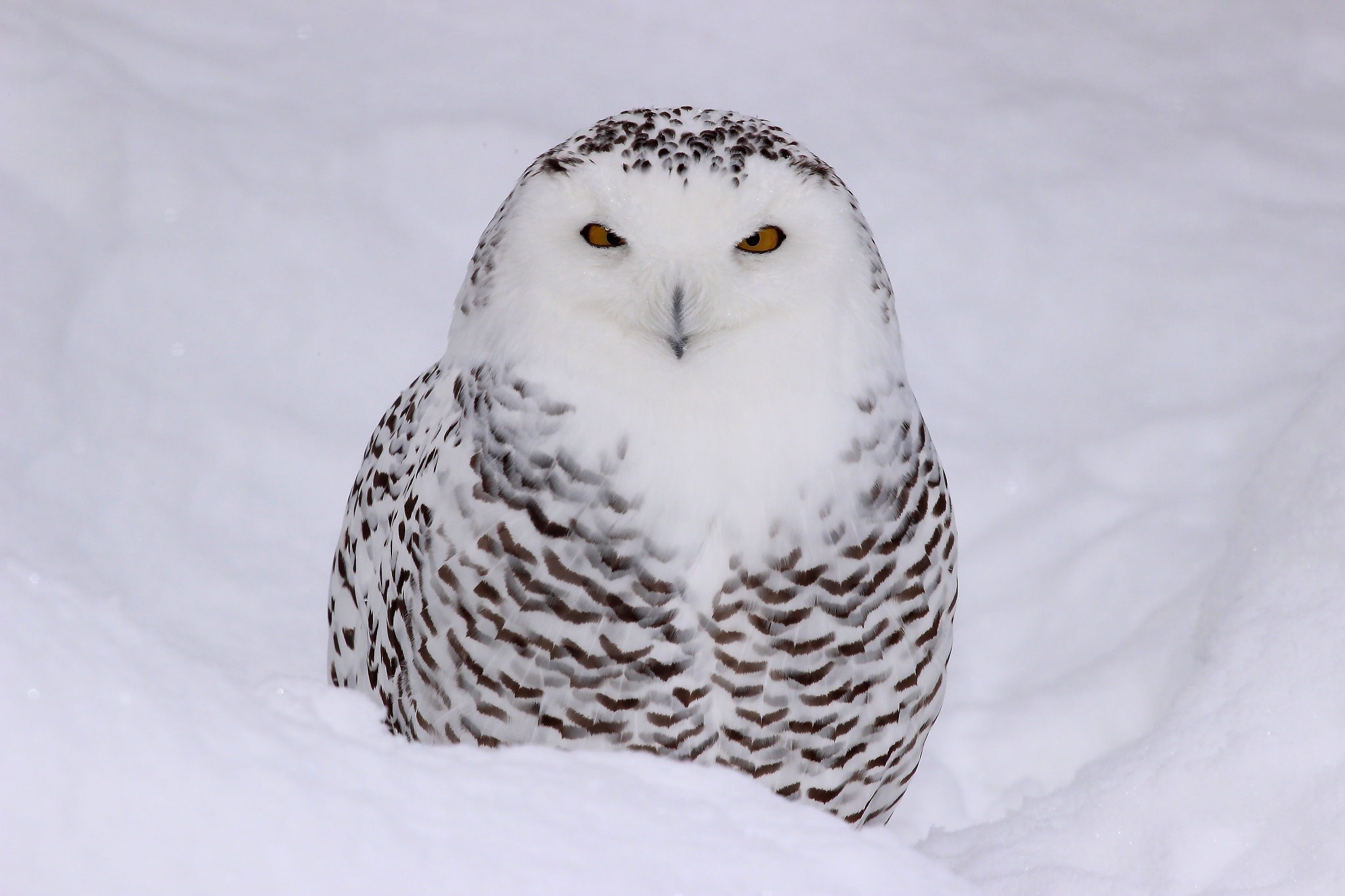 Snowy Owl HD Wallpaper | Background Image | 2048x1365 | ID ...