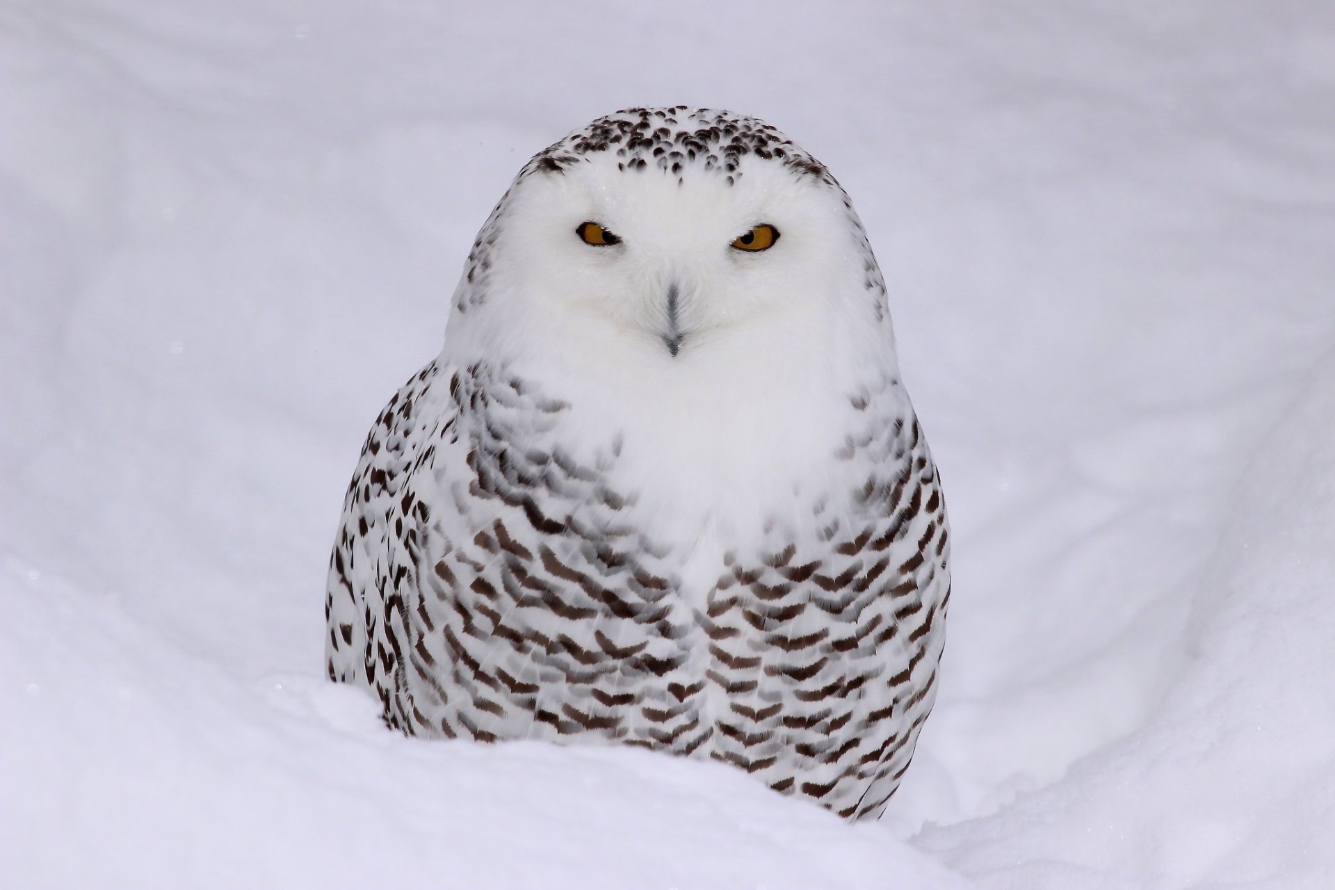 HD desktop wallpaper of a snowy owl staring directly forward, nestled in pristine white snow, showcasing its striking feathers and intense yellow eyes.