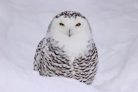 HD desktop wallpaper of a snowy owl staring directly forward, nestled in pristine white snow, showcasing its striking feathers and intense yellow eyes.
