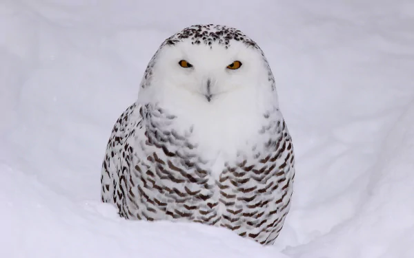 HD desktop wallpaper of a snowy owl staring directly forward, nestled in pristine white snow, showcasing its striking feathers and intense yellow eyes.