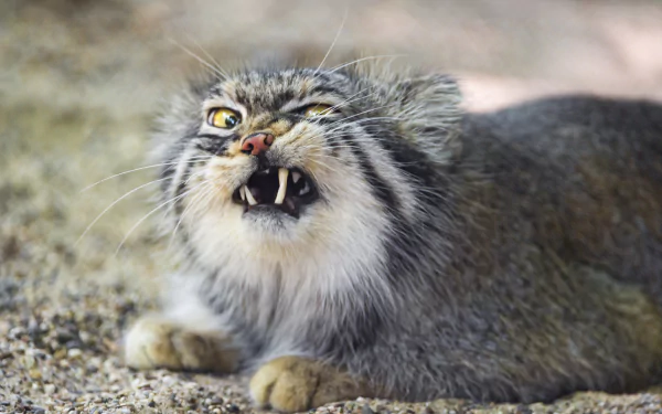 Close-up HD desktop wallpaper of a fierce Pallas's cat with its mouth open, showcasing sharp teeth and expressive eyes in a natural outdoor setting.