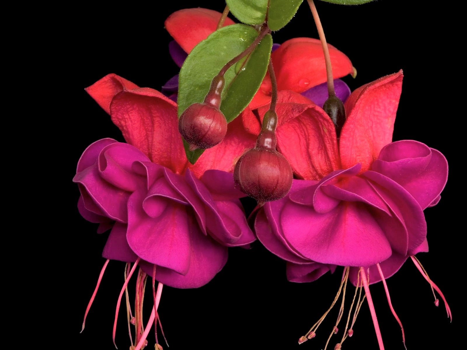 Nature Fuchsia HD Wallpaper | Background Image