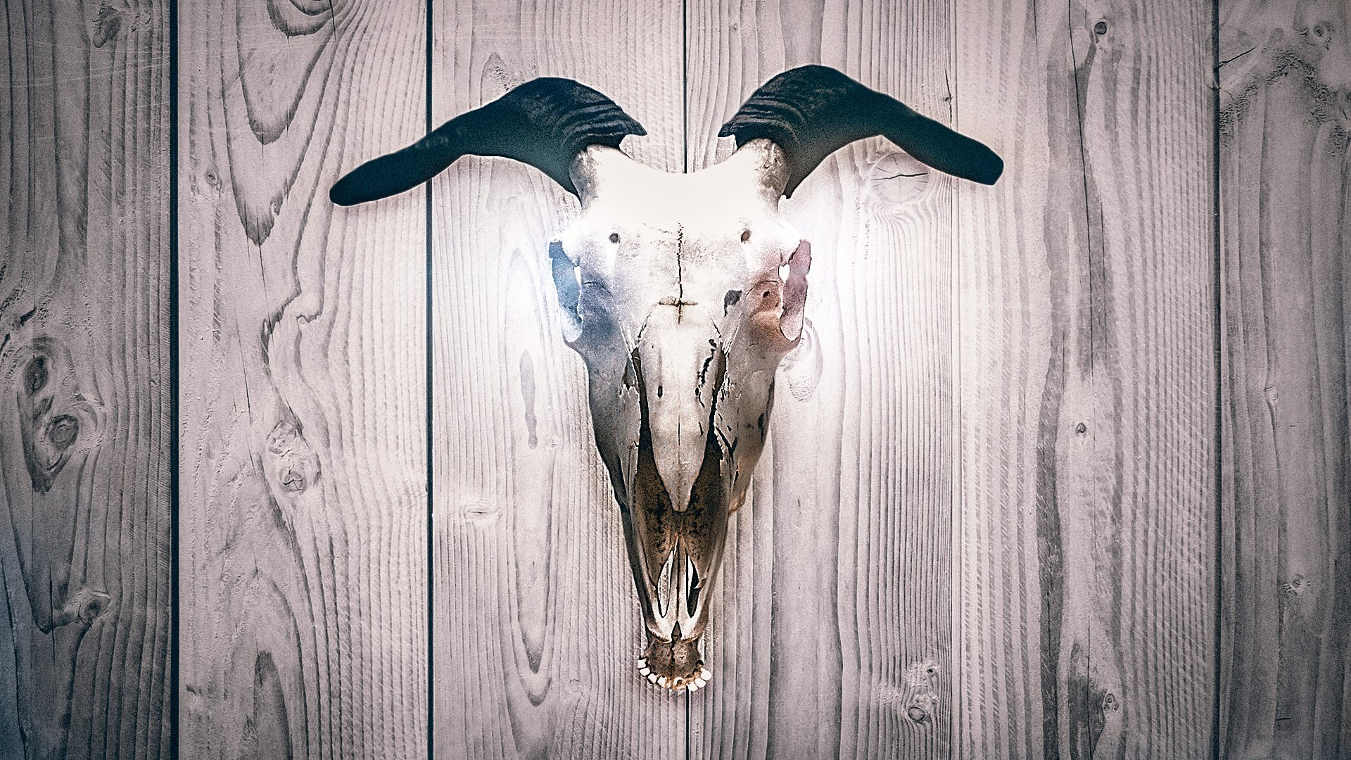 Dark wood background featuring a detailed animal skull with prominent curved horns, showcased as an HD PC desktop wallpaper and background.