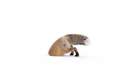 HD PC desktop wallpaper of a fox mid-pounce on a white snowy background, highlighting the animal’s fur and dynamic movement.