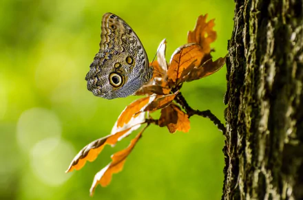 HD PC desktop wallpaper: close-up of a butterfly (insect, animal) perched on orange leaves by a tree trunk, vivid green bokeh background.
