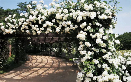 A beautiful garden featuring a rose bush with abundant white roses surrounding an arched walkway. A bench is visible in the background. This HD image serves as a stunning desktop wallpaper.
