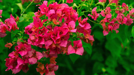 Vibrant pink bougainvillea flowers and green leaves captured in 4K Ultra HD, creating a crisp and colorful nature-themed PC desktop wallpaper.