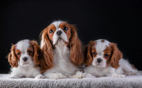 Cute Cavalier King Charles Spaniel trio — two puppies flanking an adult on a soft blanket against a dark backdrop. 4K Ultra HD PC desktop wallpaper of the King Charles Spaniel dog.