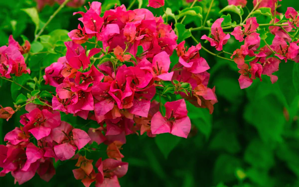 Vibrant pink bougainvillea flowers and green leaves captured in 4K Ultra HD, creating a crisp and colorful nature-themed PC desktop wallpaper.