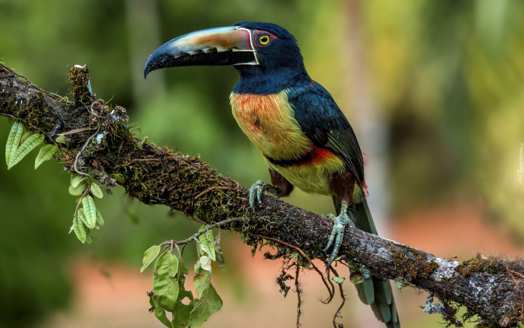 Collared Aracari a near-Passerine Bird on a Branch