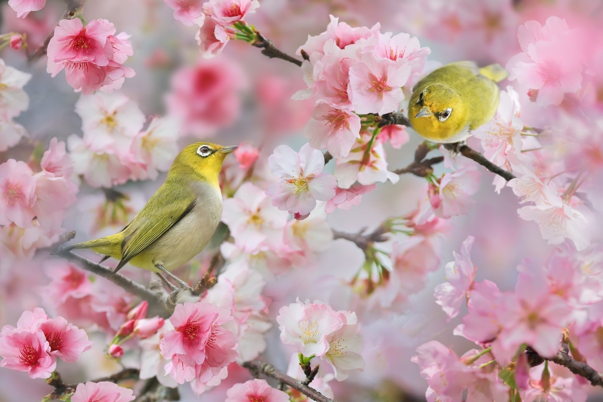 Two white-eye birds perched on a branch full of pink blossoms, capturing the essence of spring in this HD desktop wallpaper.