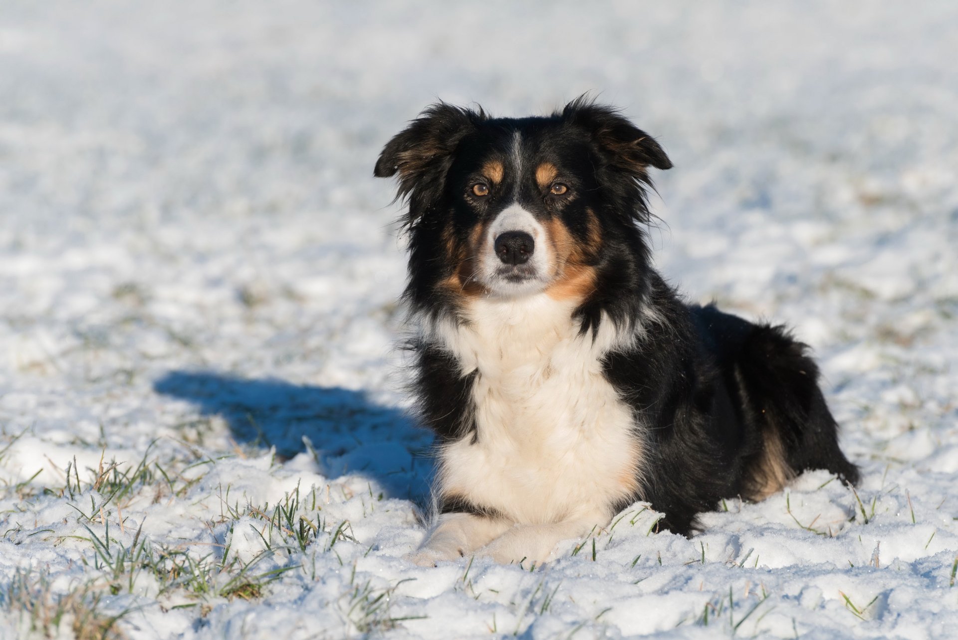 Border collie lying in the snow, captured in a sharp 4K Ultra HD image, showcasing the dog's attentive expression against a snowy background.