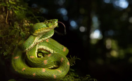HD PC desktop wallpaper: green viper coiled on moss, tongue flicking, soft bokeh forest background — reptile snake animal.