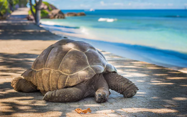 A tortoise resting on a sunlit path by the beach, captured with depth of field in an HD PC desktop wallpaper and background.