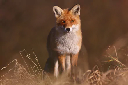 A high-definition desktop wallpaper of a fox with a focused stare standing amidst dry grass, blending with its natural surroundings.