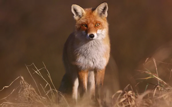 A high-definition desktop wallpaper of a fox with a focused stare standing amidst dry grass, blending with its natural surroundings.