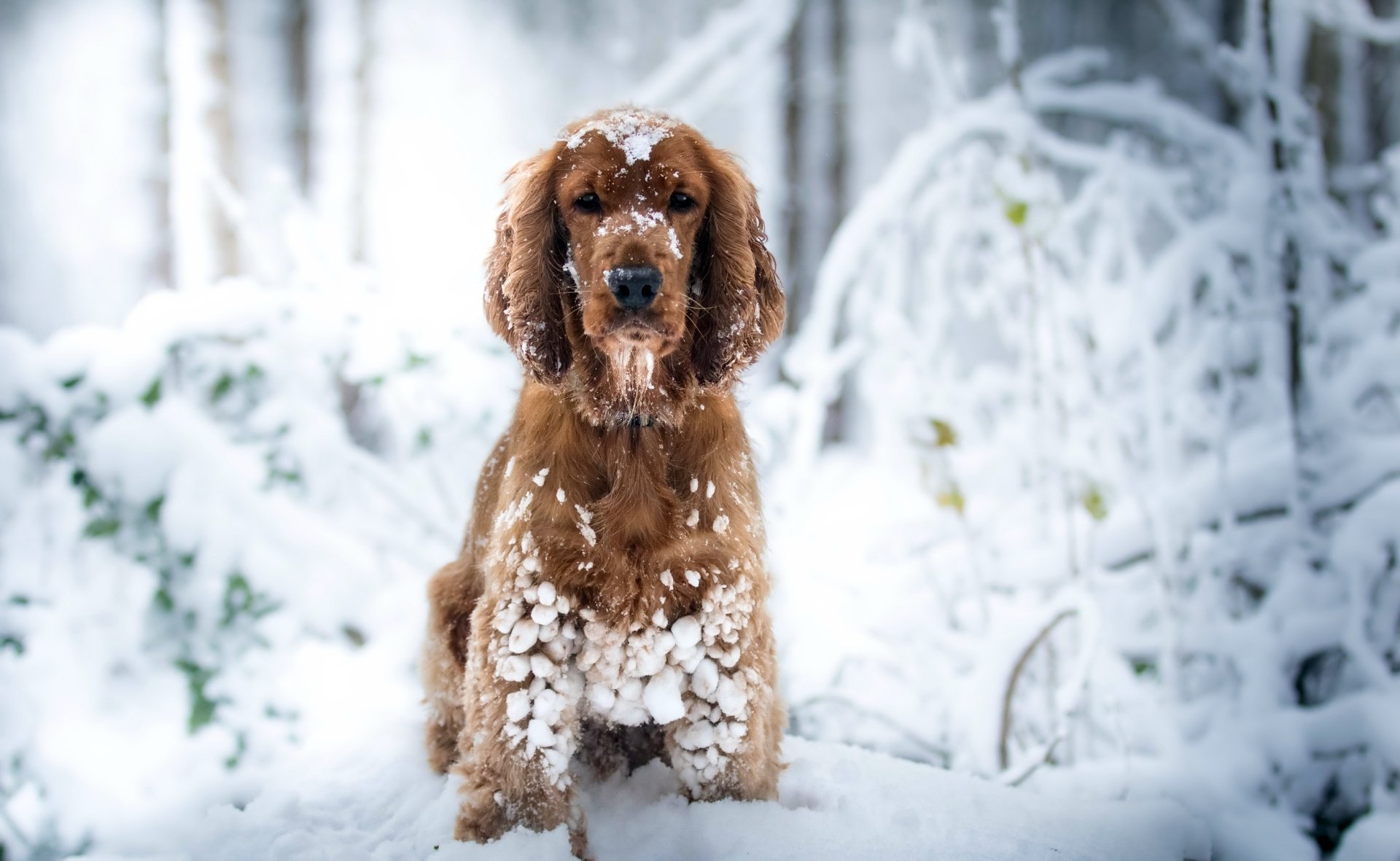 A cocker spaniel dog stands in deep snow with a blurred winter forest background, captured in sharp focus with a shallow depth of field.