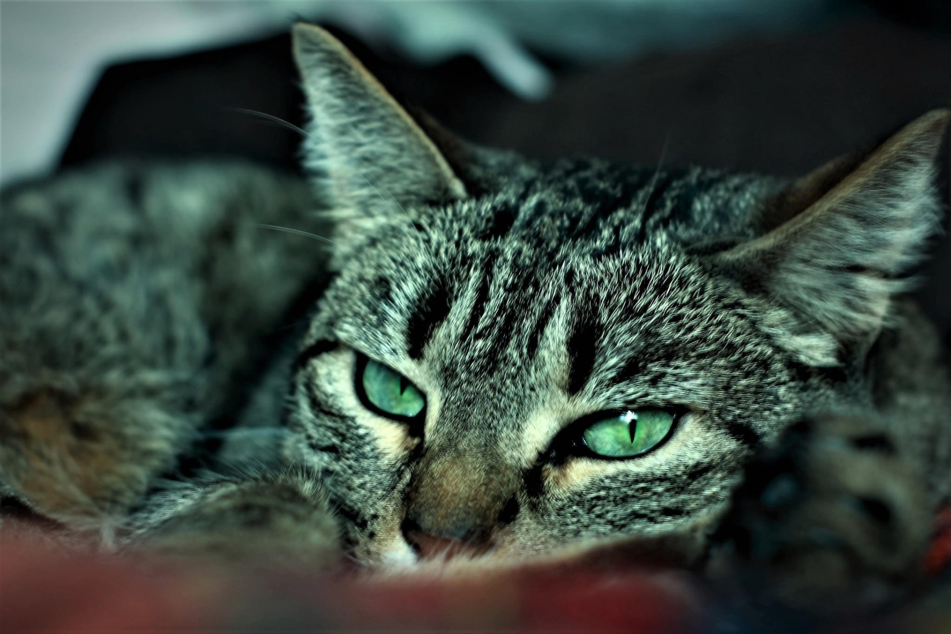 Темно серый полосатый кот