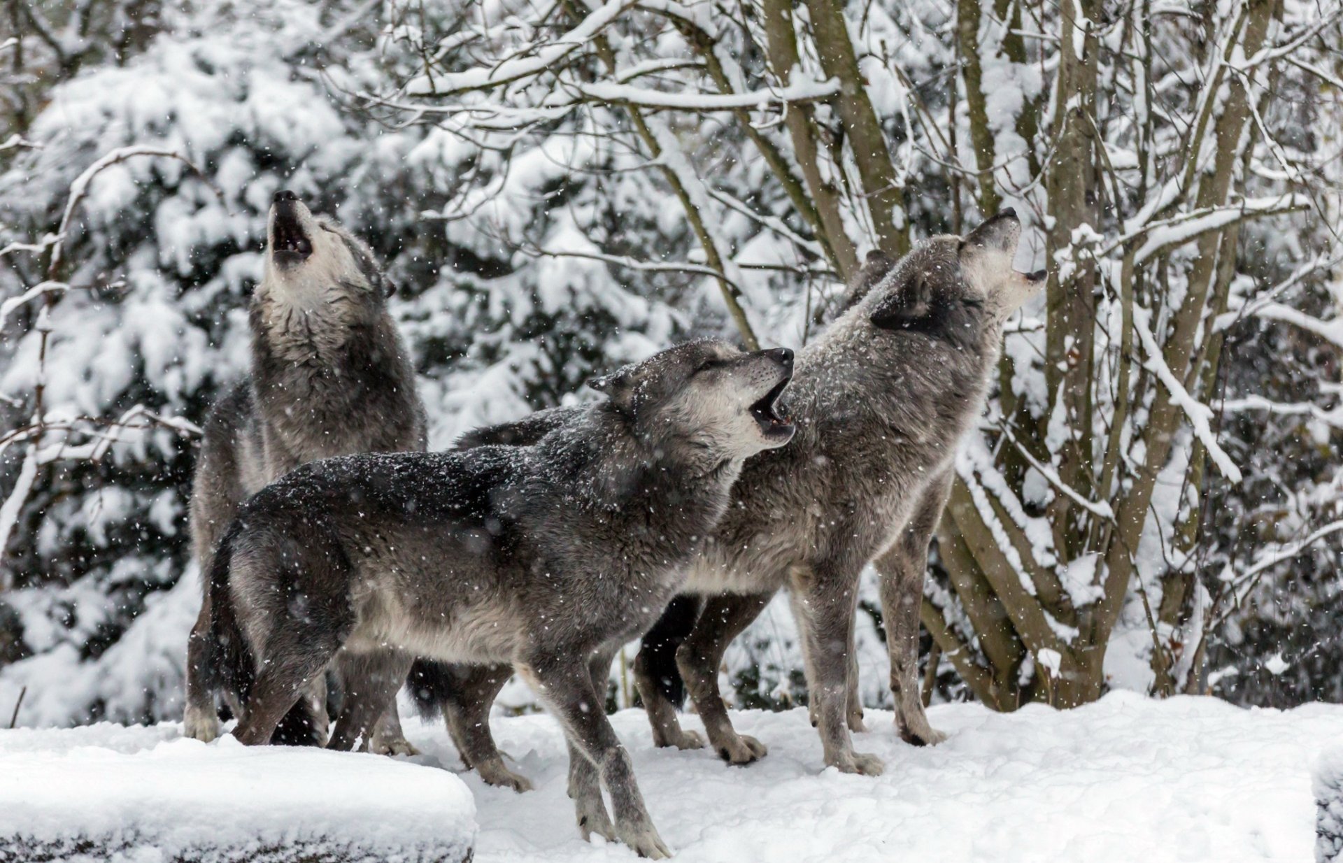 Three wolves are howling in a snowy winter forest, captured in HD quality as a stunning PC desktop wallpaper and background.
