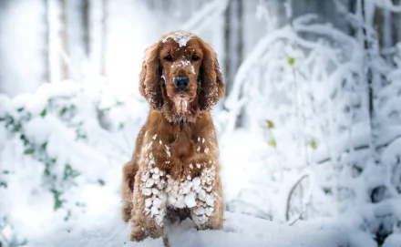 A cocker spaniel dog stands in deep snow with a blurred winter forest background, captured in sharp focus with a shallow depth of field.