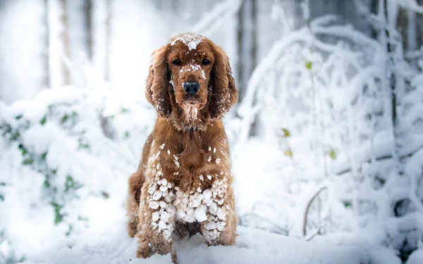 A cocker spaniel dog stands in deep snow with a blurred winter forest background, captured in sharp focus with a shallow depth of field.