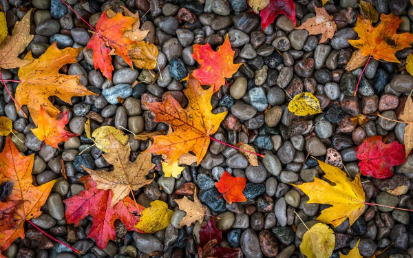 maple leaf fall stone nature leaf HD Desktop Wallpaper | Background Image