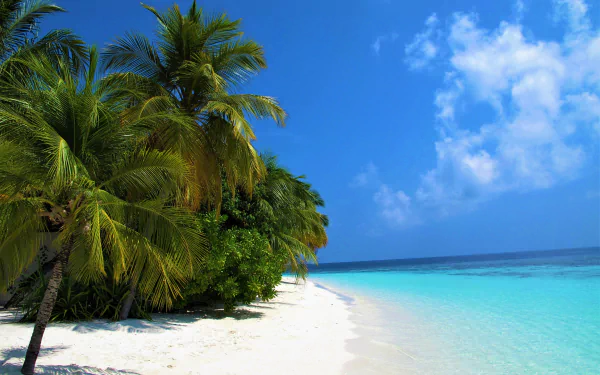 HD desktop wallpaper of a tropical Maldives beach with white sand, clear turquoise sea, lush palm trees, and a bright blue sky with scattered clouds.