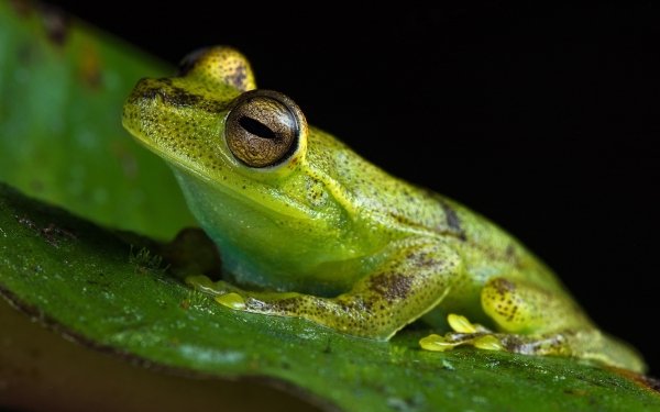 Animal Frog Frogs Green Close-Up Amphibian HD Wallpaper | Background Image