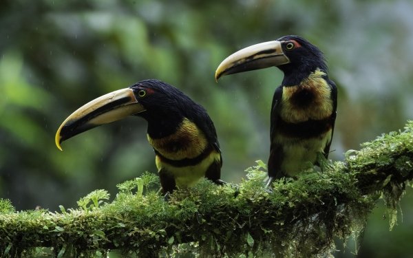 Animal Toucan Birds Toucans Bird Beak HD Wallpaper | Background Image