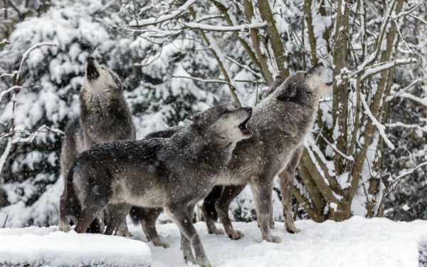 Three wolves are howling in a snowy winter forest, captured in HD quality as a stunning PC desktop wallpaper and background.