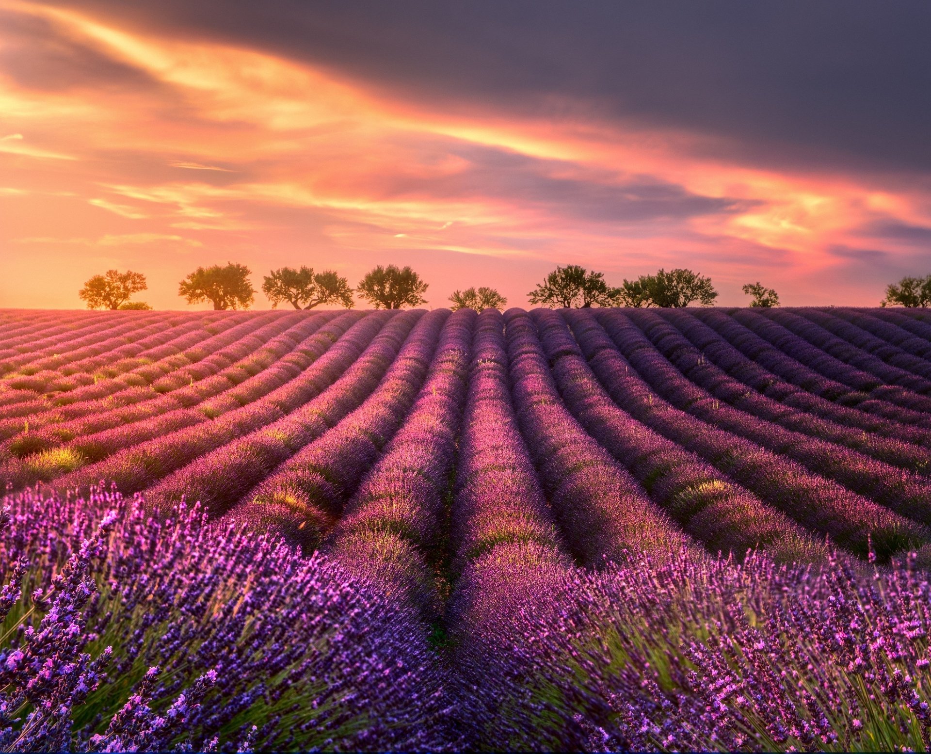 Download Sunrise Purple Flower Field Flower Summer Nature Lavender HD ...