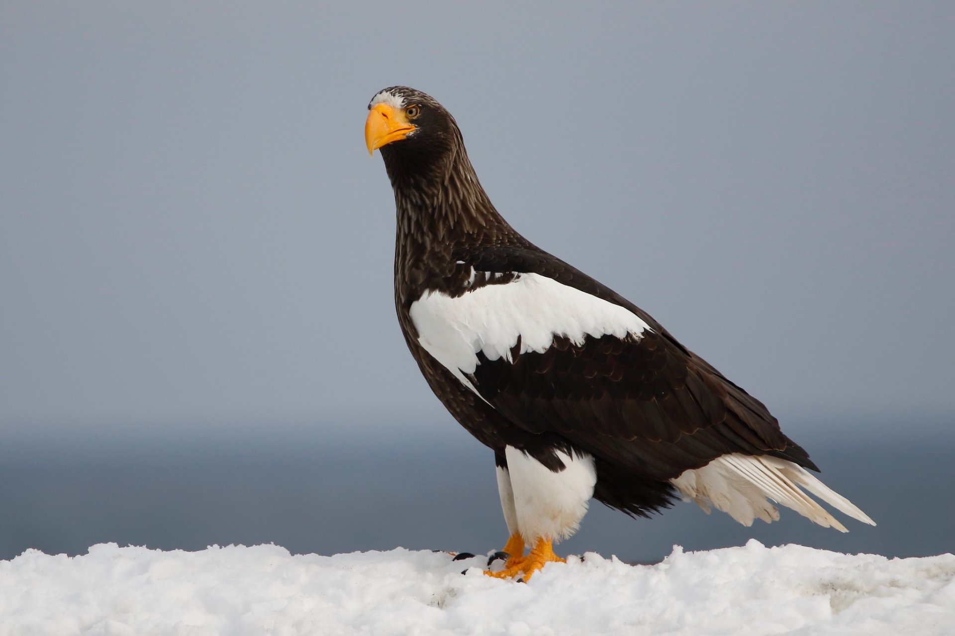 Steller's Sea Eagle, a striking bird of prey with dark brown and white plumage and a bright orange beak, standing on snow against a muted background in HD quality.